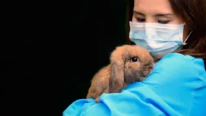 The Top Online Vet Tech Programs